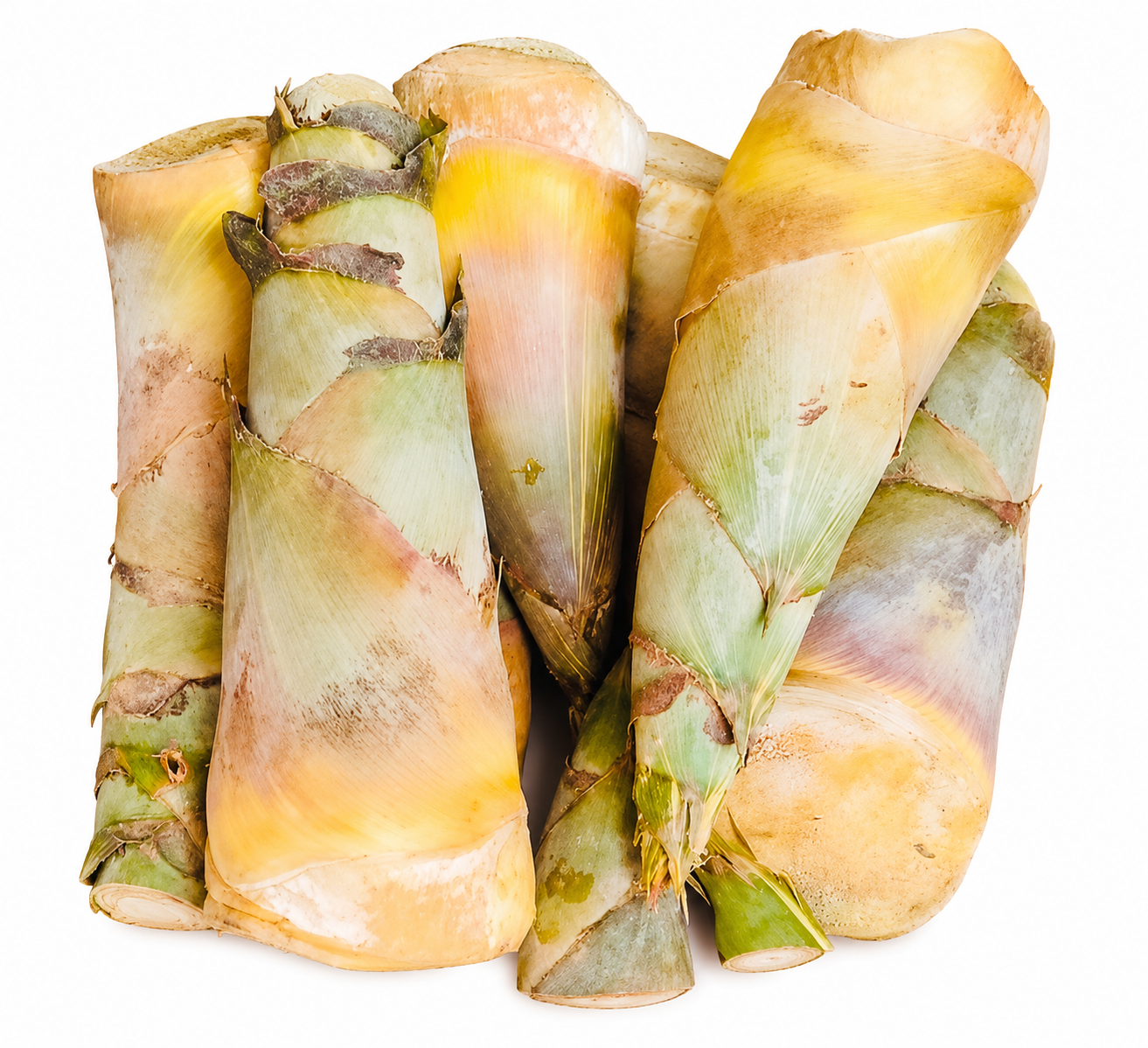 Bajjyee bash Korol (bassye bassuri)